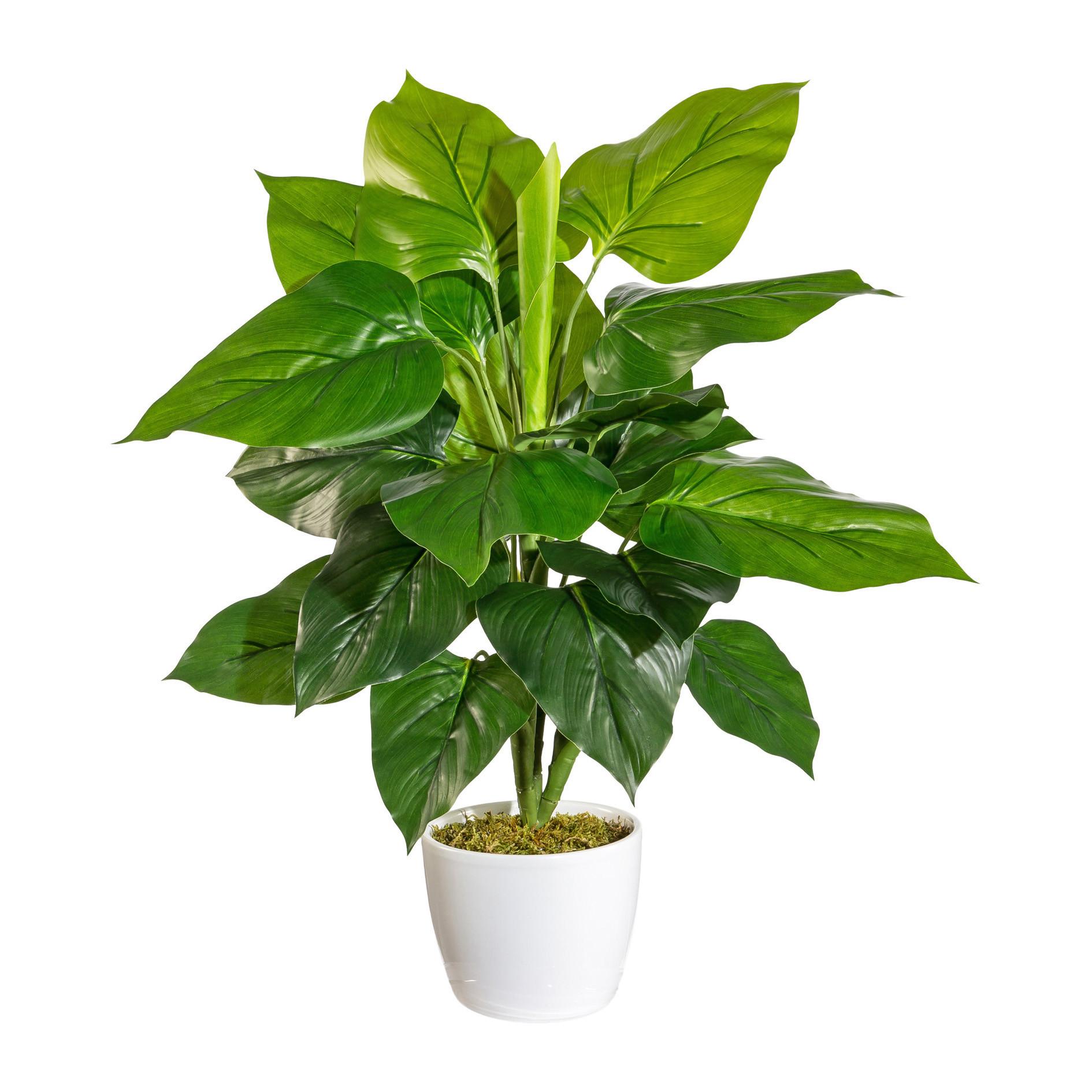 Kunstpflanze Philodendron H: 50 cm - Weiß/Grün, Design, Keramik/Kunststoff (50cm) - P & B