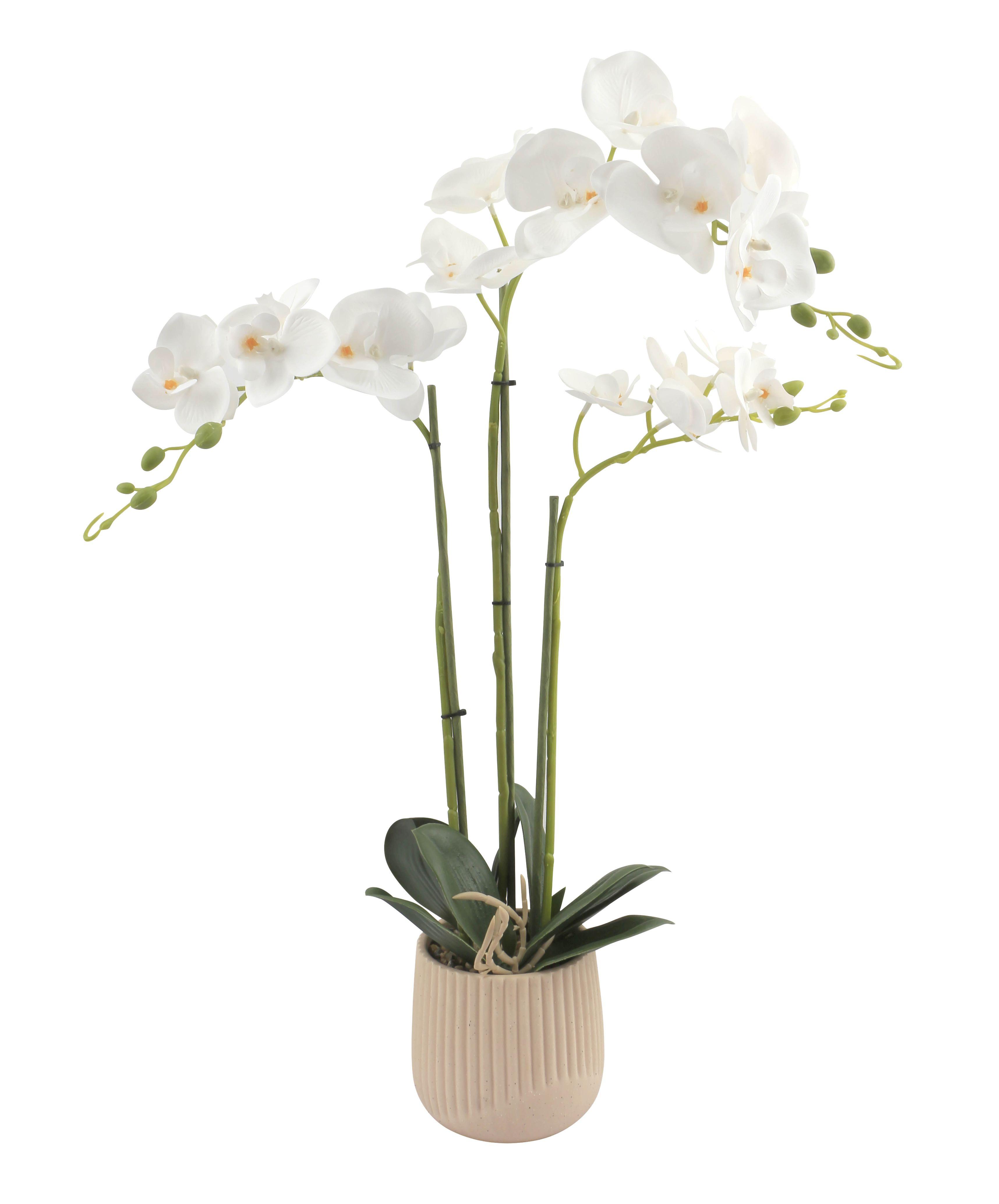 Orchidee Olivia - Gelb/Erlefarben, KONVENTIONELL, Keramik/Papier (12/62cm) - Luca Bessoni