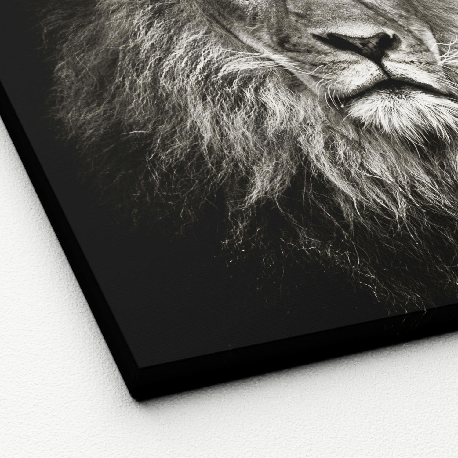 Leinwandbild Lionhead Löwe Grau/Weiß 40x40 cm - Weiß/Grau, Basics, Holzwerkstoff (40/40/2cm)
