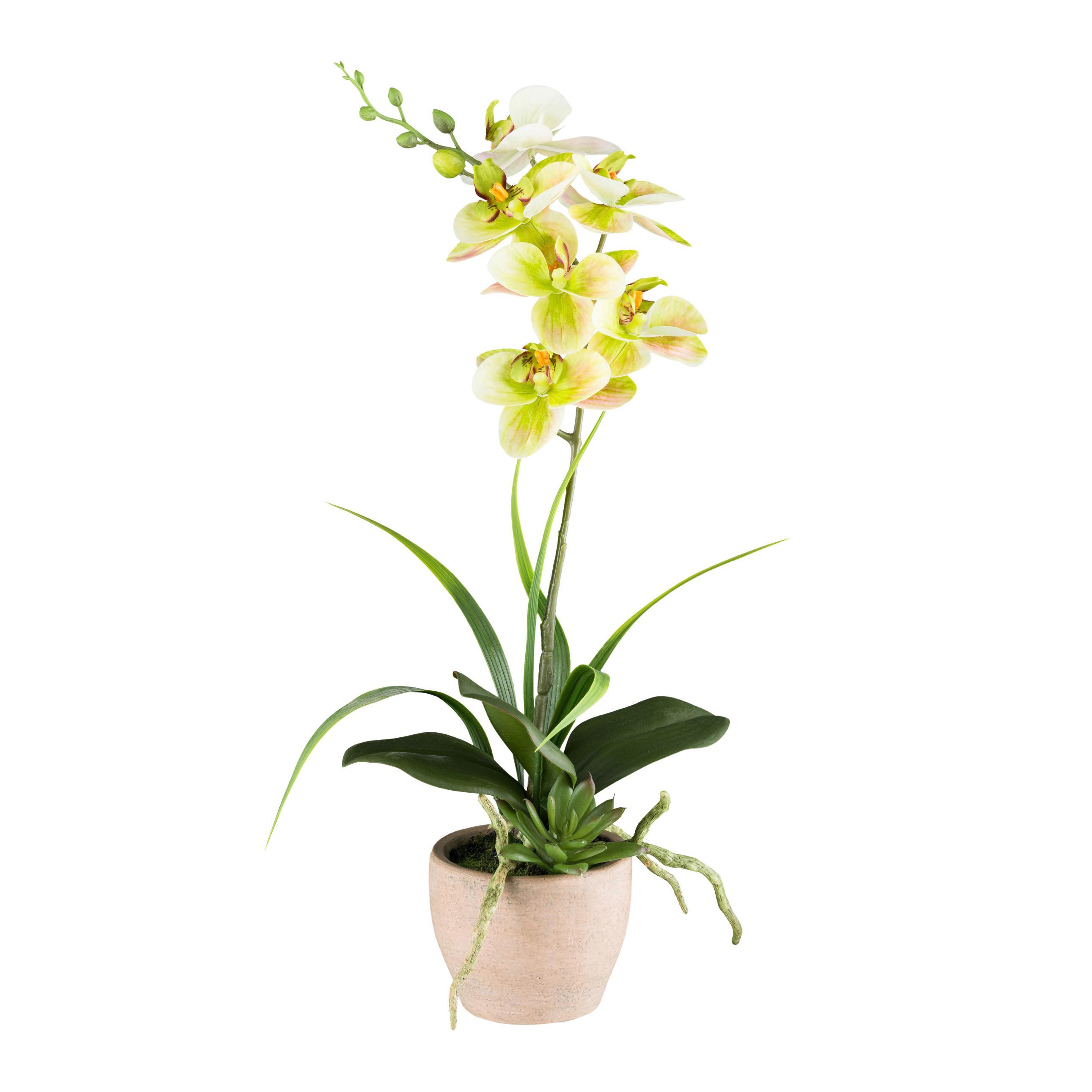 Kunstpflanze Orchideen Braun/Gelb/Grau/Grün, 45 cm - Gelb/Braun, Design, Kunststoff/Stein (45cm) - P & B