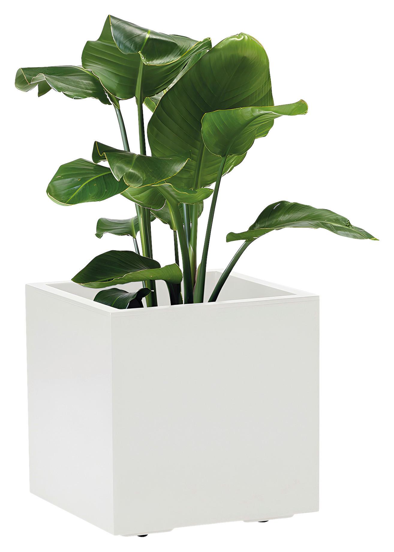 Blumenkasten Weiß B: 39,5 Cm - Weiß, Basics, Kunststoff (39,5/39,5/39,5cm)