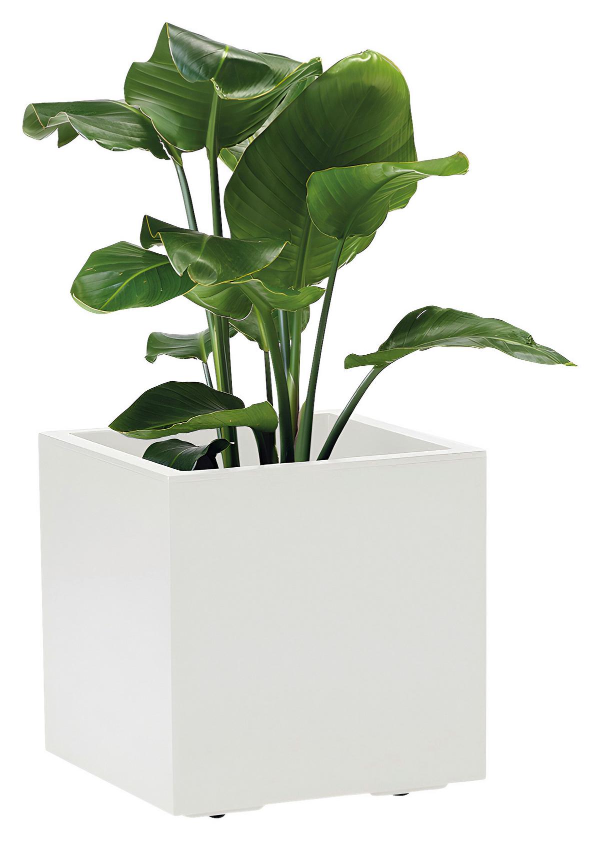 Blumenkasten Weiß B: 39,5 cm - Weiß, Basics, Kunststoff (39,5/39,5/39,5cm)
