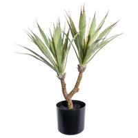Kunstpflanze Sukkuleten Grün/Schwarz, 60 cm - Schwarz/Braun, Design, Kunststoff (60cm) - P & B