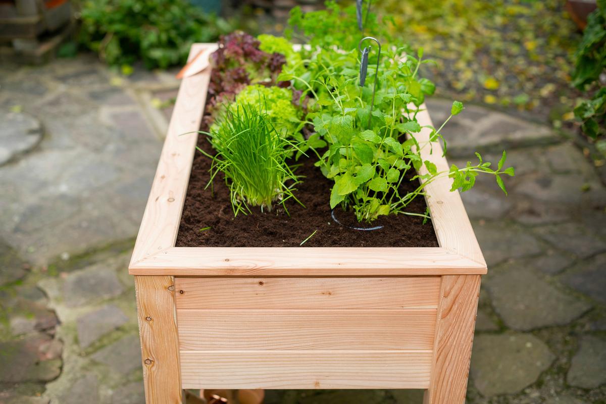 Hochbeet Echtholz Lärche 120x75x65 Cm Lärchefarben - Lärchefarben, Basics, Holz (120/75/65cm)