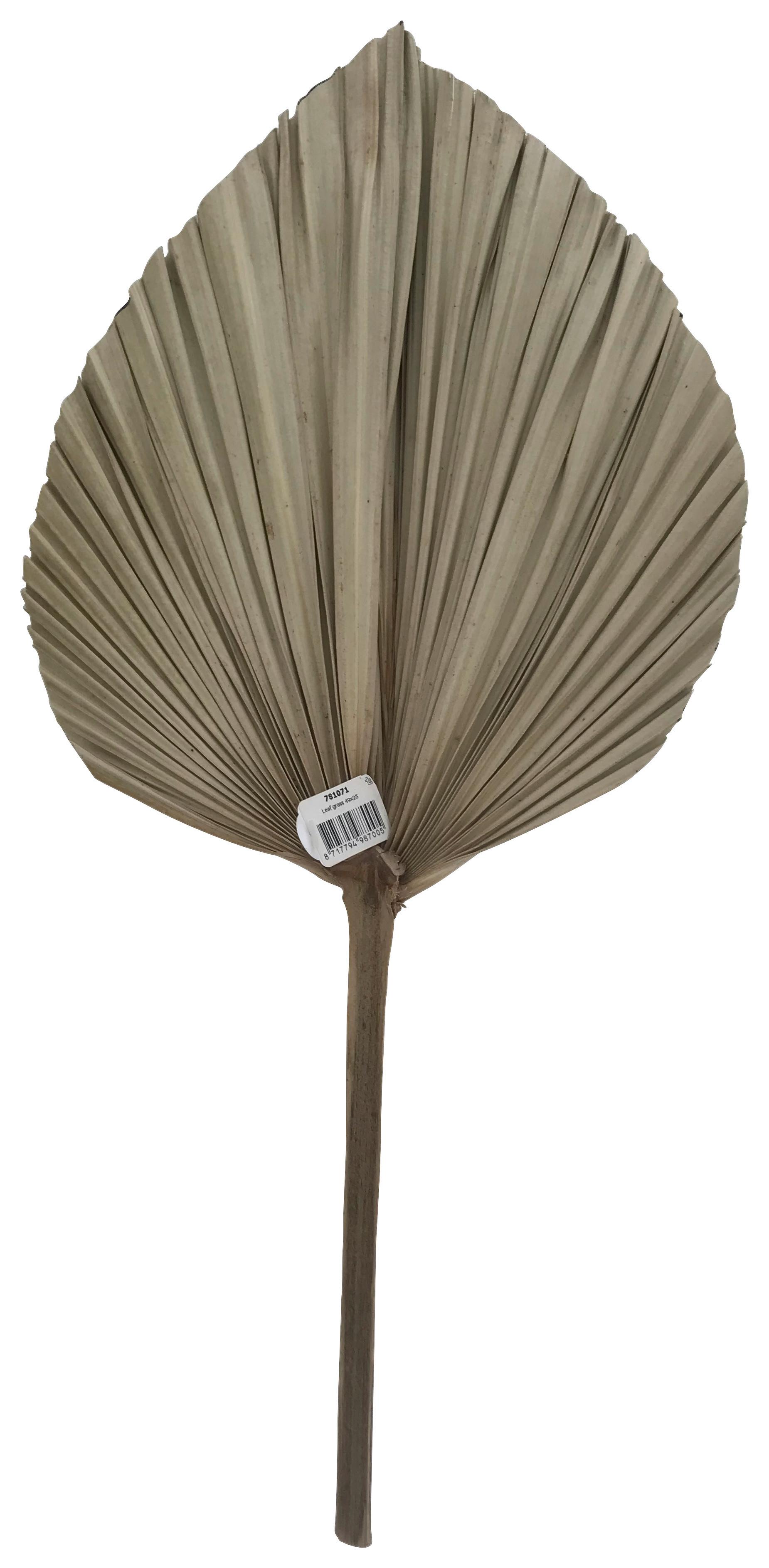 DEKORAČNÍ LIST LEAF -PAZ- - přírodní barvy/hnědá, Basics, přírodní materiály (49/25cm) - Modern Living