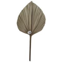 DEKORAČNÍ LIST LEAF -PAZ- - přírodní barvy/hnědá, Basics, přírodní materiály (49/25cm) - Modern Living