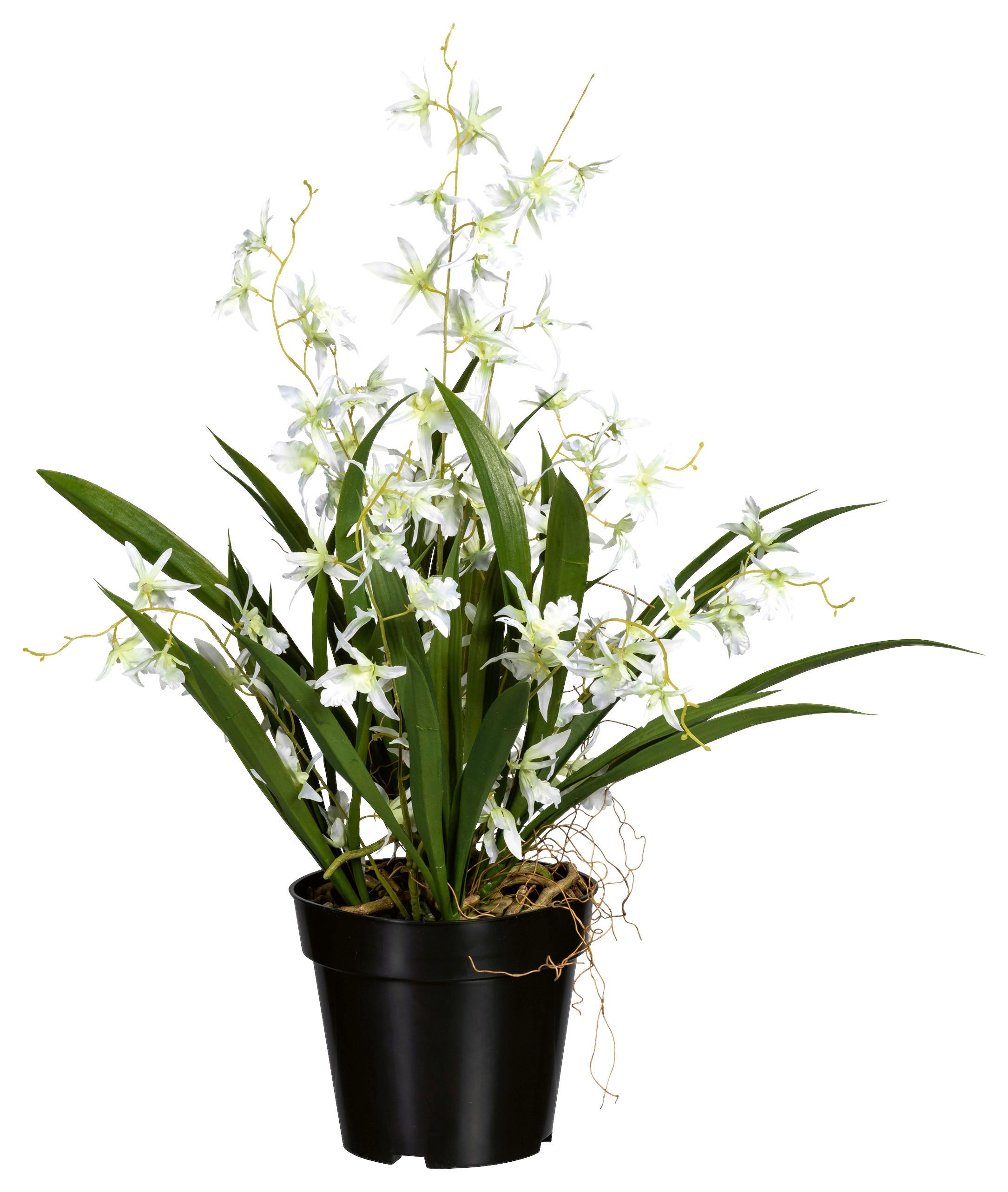 Kunstpflanze Orchideen Grün/Schwarz/Weiß, 60 cm - Schwarz/Weiß, Design, Kunststoff/Textil (60cm) - P & B