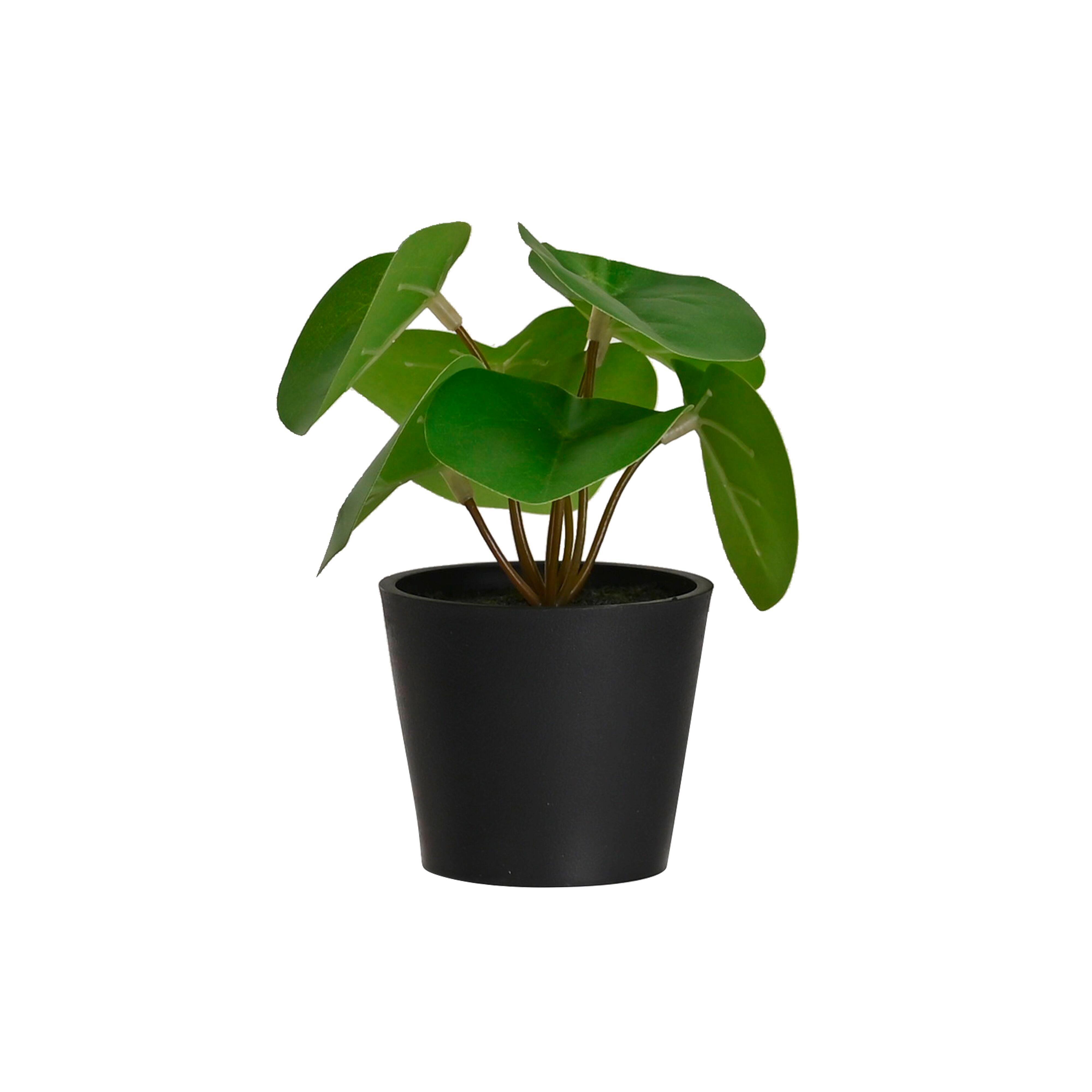UMĚLÁ ROSTLINA PFLANZENGESTECK -TOP- - černá/zelená, plast (7/13cm) - Mömax