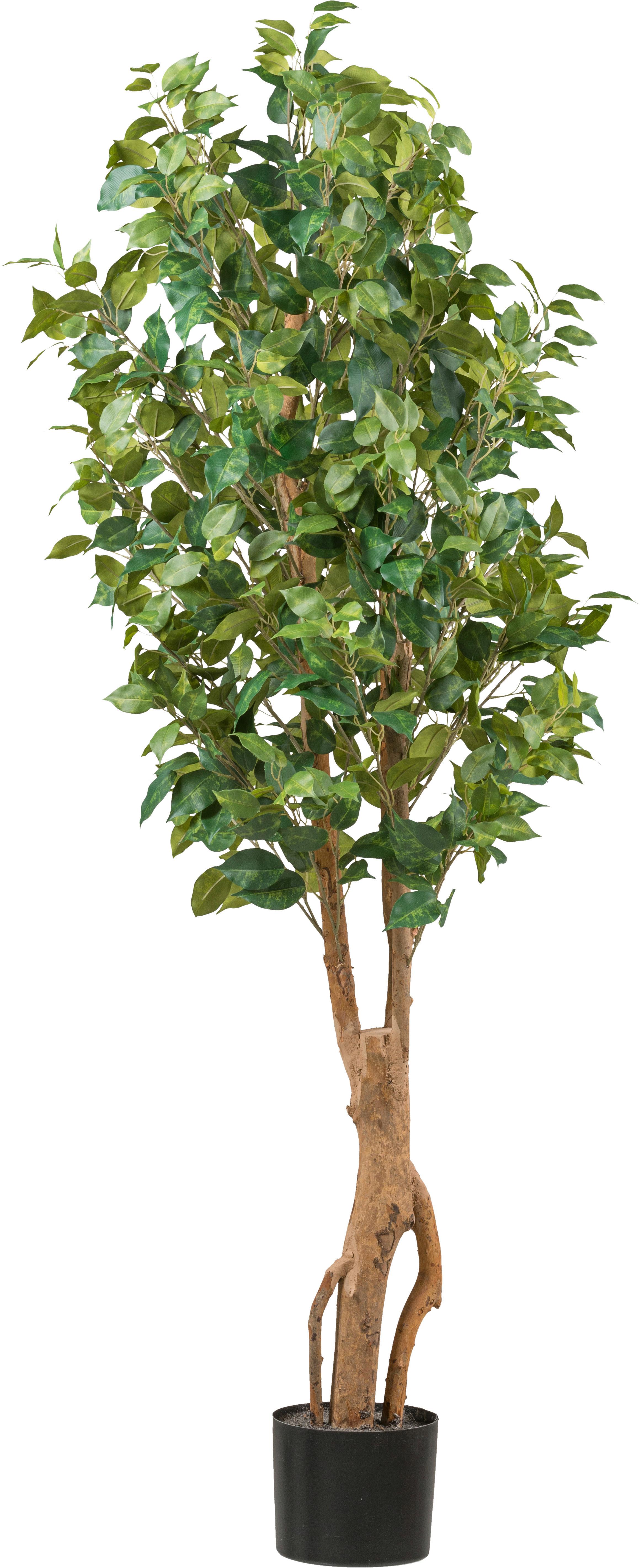 Kunstpflanze Ficus Benjamina H: 160 cm - Schwarz/Braun, Design, Kunststoff (160cm) - P & B