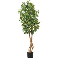 Kunstpflanze Ficus Benjamina H: 160 cm - Schwarz/Braun, Design, Kunststoff (160cm) - P & B