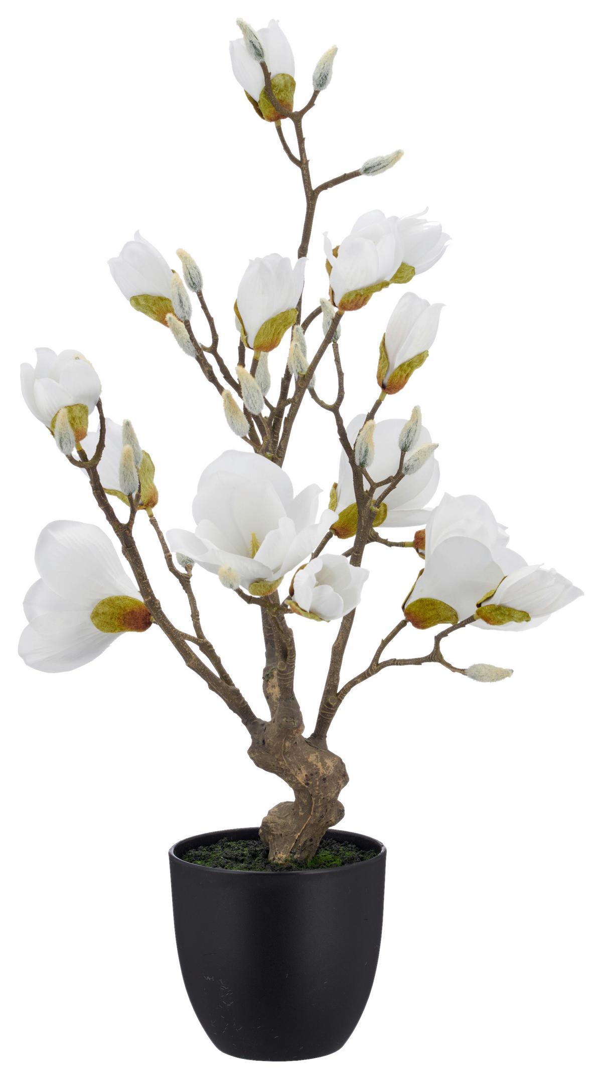 Umelá magnólia Výška 65 cm - hnedá/čierna, Basics, kov/textil (65cm) - Mömax