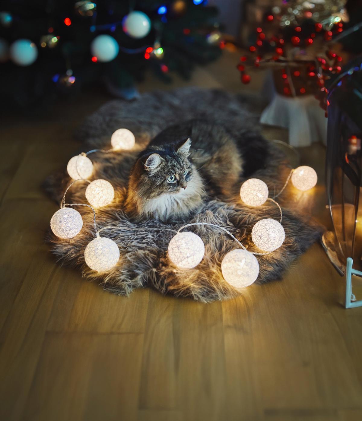 Svetelná reťaz Schnurli max. 0,06 Watt, 1,7m - biela, Romantik / Landhaus, plast (6/170cm) - Mömax