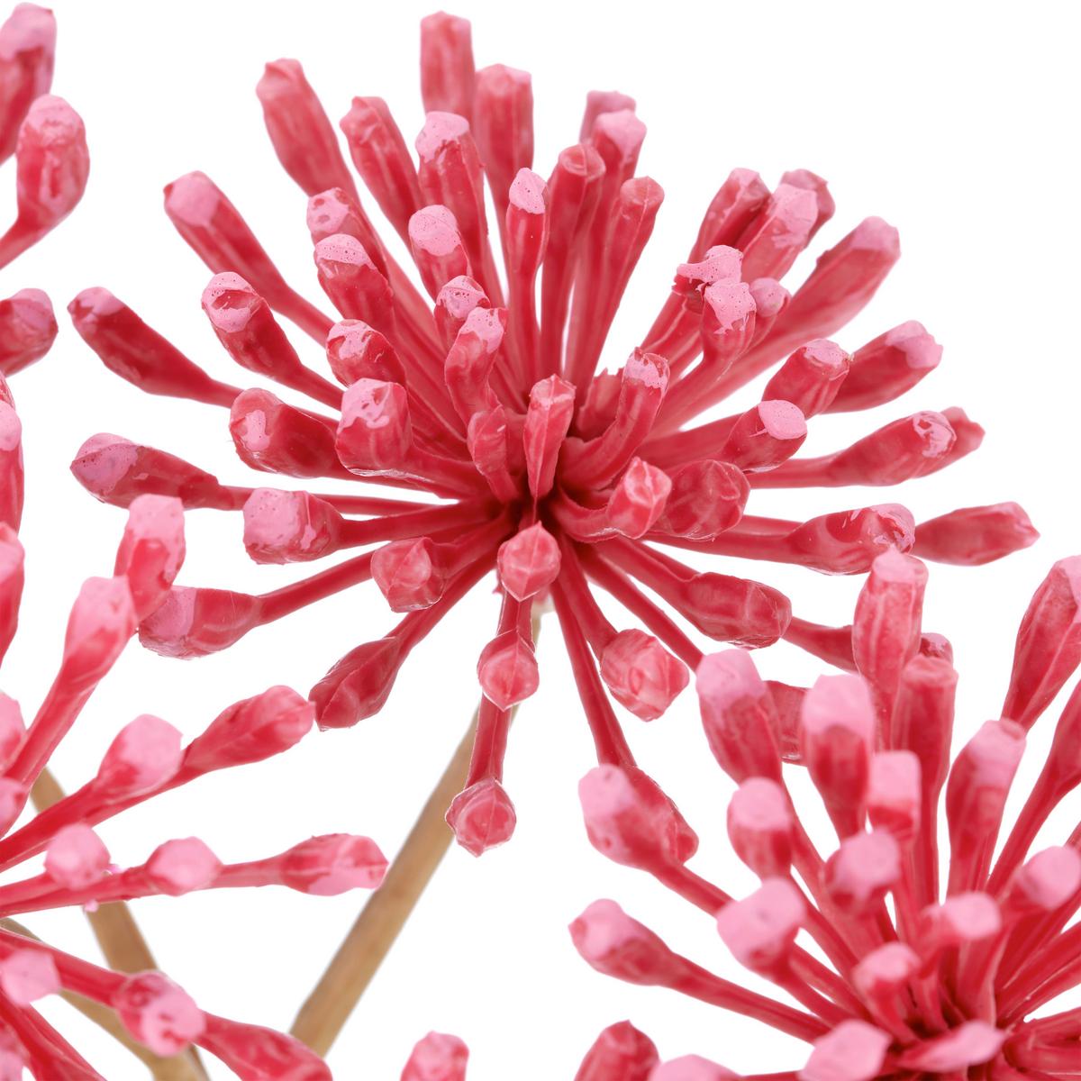 Umelý kvet HERACLEUM I -PAZ- - pink/krémová, Basics, kov/textil (75cm) - Mömax