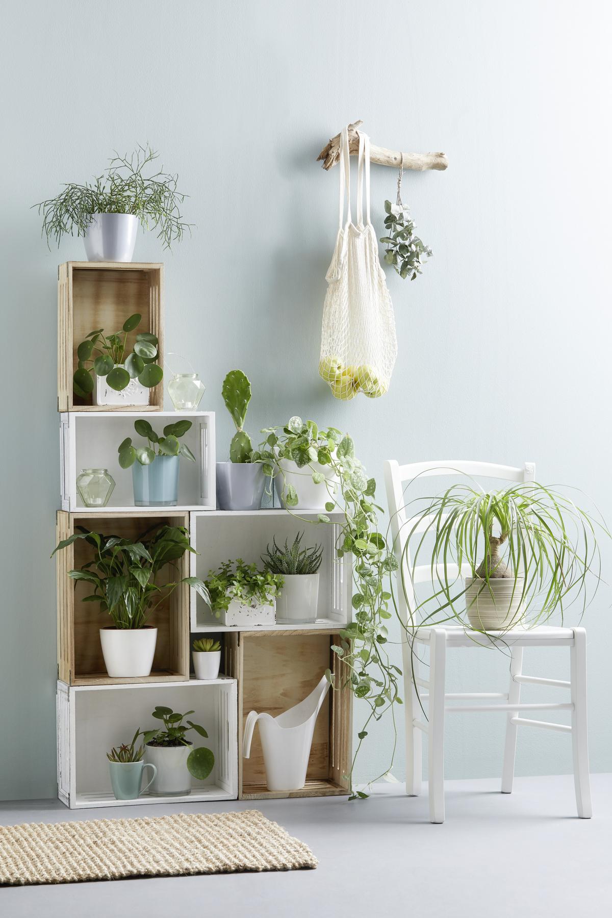 DEBNA RONNY - biela, drevo (32/19/12cm) - Mömax