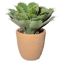 Kunstpflanze Sukkulenten Grün/naturfarben, 32 Cm - Naturfarben/Grün, Design, Keramik/Kunststoff (32cm) - P & B