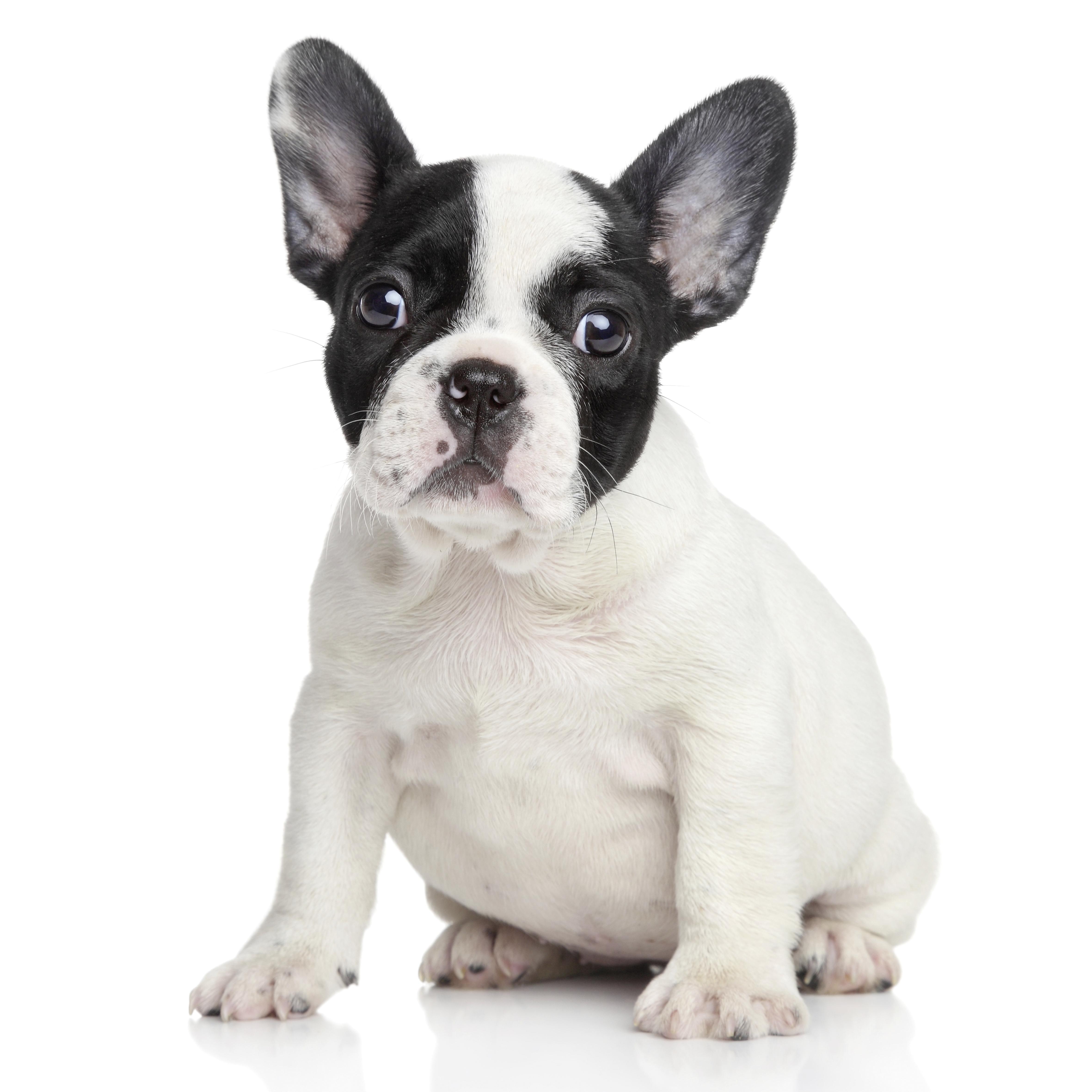 Dekorační Polštář French Buldog, 40/40cm - bílá/černá, Design, textil (40/40cm)