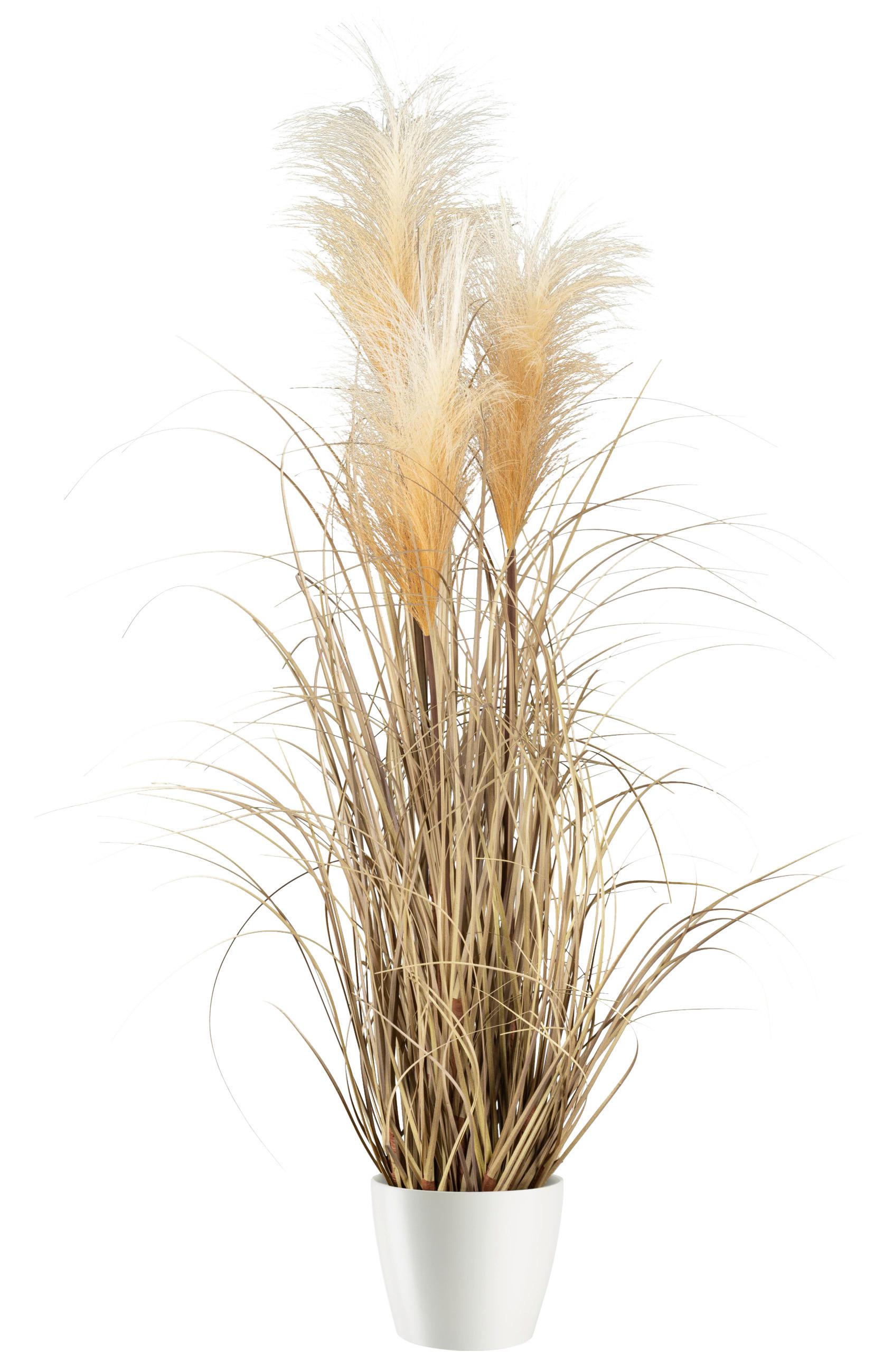 Umelá rastlina Pampová tráva, V: ca. 76cm - prírodná farba, Modern, plast (76cm) - Modern Living