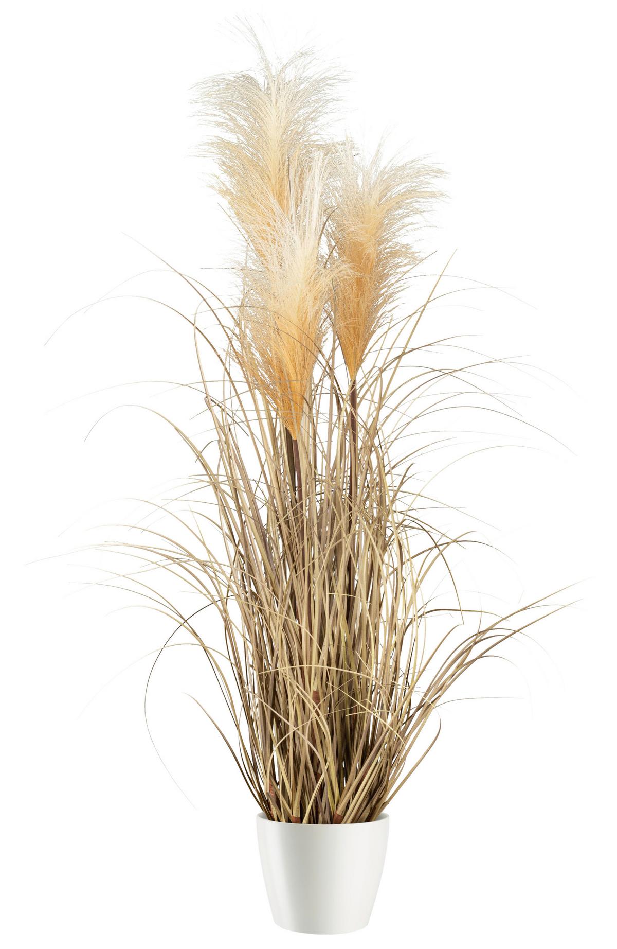 Umelá rastlina Pampová tráva, V: ca. 76cm - prírodná farba, Modern, plast (76cm) - Modern Living
