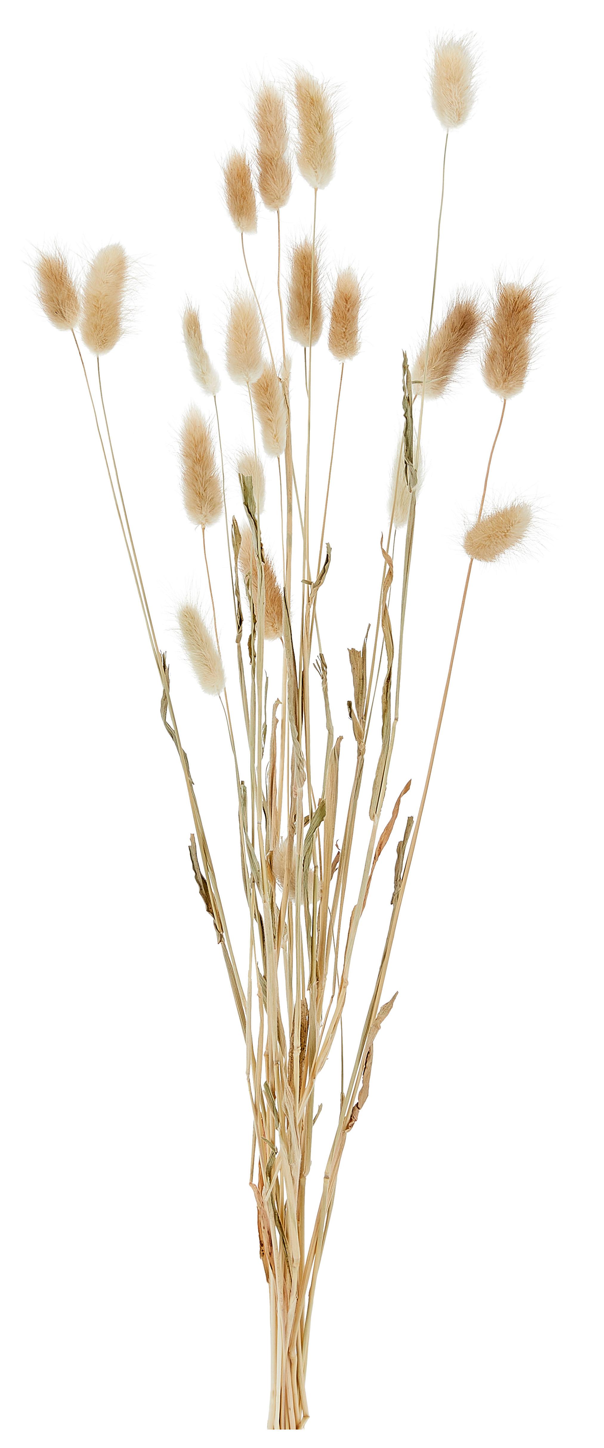 Kunstpflanze Trockenblume L: 70 cm, Hare Tail Gars - Hellbraun, Basics, Naturmaterialien (70cm) - Luca Bessoni