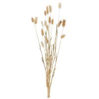Kunstpflanze Trockenblume L: 70 cm, Hare Tail Gars - Hellbraun, Basics, Naturmaterialien (70cm) - Luca Bessoni