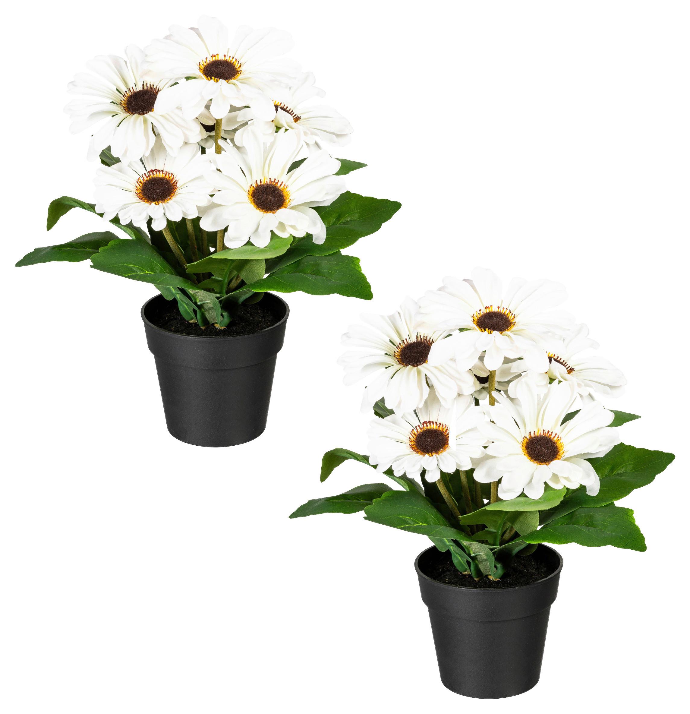 Kunstpflanze Blühpflanzen Creme/Grün/Schwarz, 27 cm - Creme/Schwarz, Design, Kunststoff (27cm) - P & B