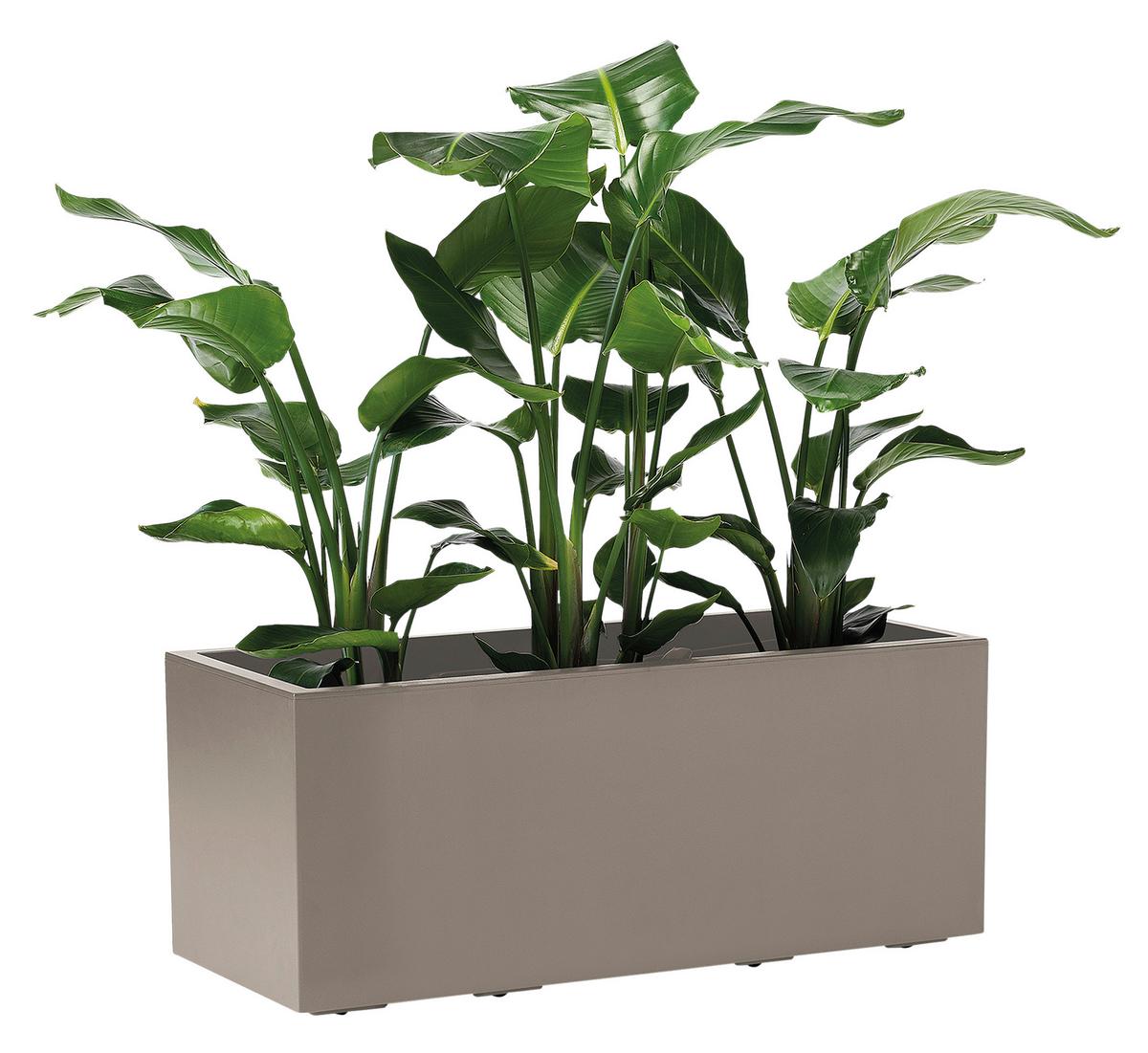 Blumenkasten Taupe B: 99,5 Cm - Taupe, Basics, Kunststoff (99,5/39,5/39,5cm)