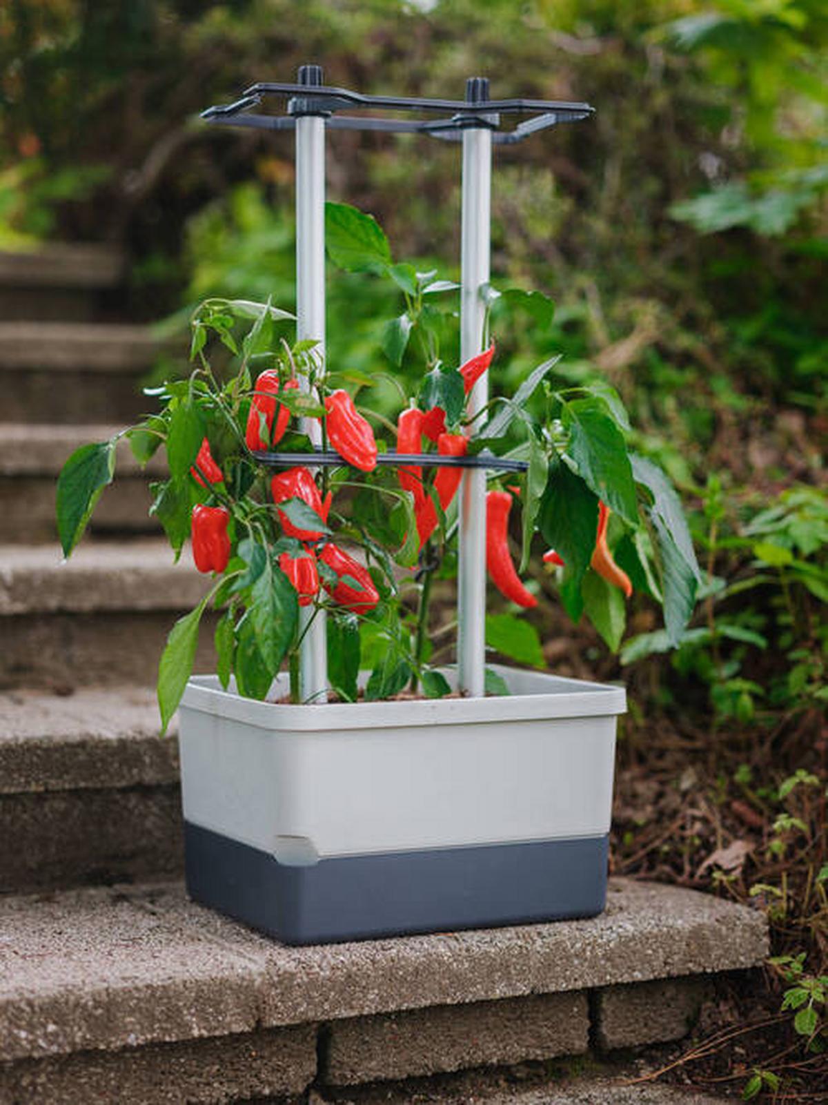Pflanztopf grau/Hellgrau - Hellgrau/Grau, Basics, Kunststoff (34,5/69/27,5cm) - Gusta Garden