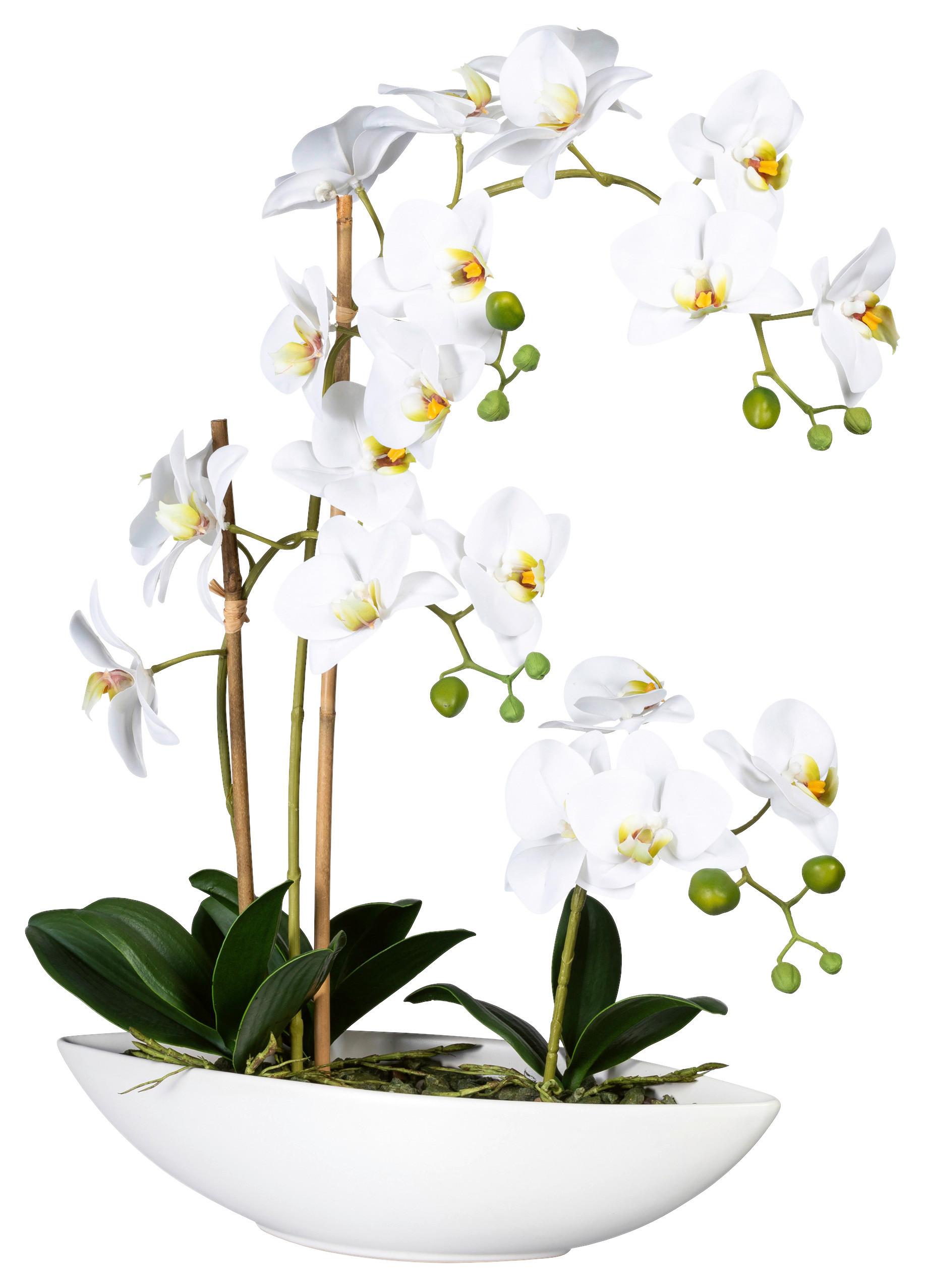 Kunstpflanze Orchideen Grün/Weiß, 60 cm - Weiß/Grün, Design, Keramik/Kunststoff (60cm) - P & B
