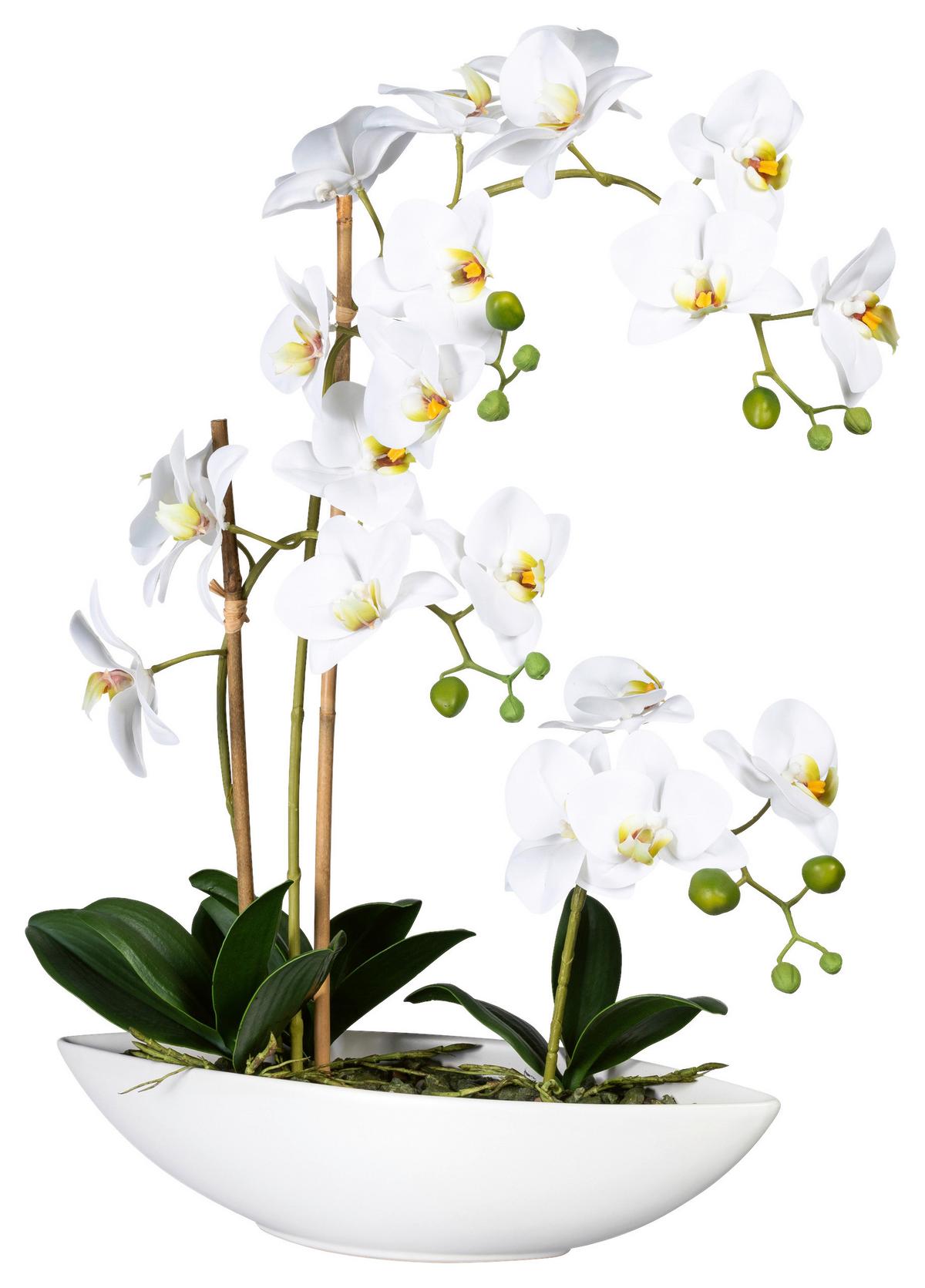 Kunstpflanze Orchideen Grün/Weiß, 60 cm - Weiß/Grün, Design, Keramik/Kunststoff (60cm) - P & B