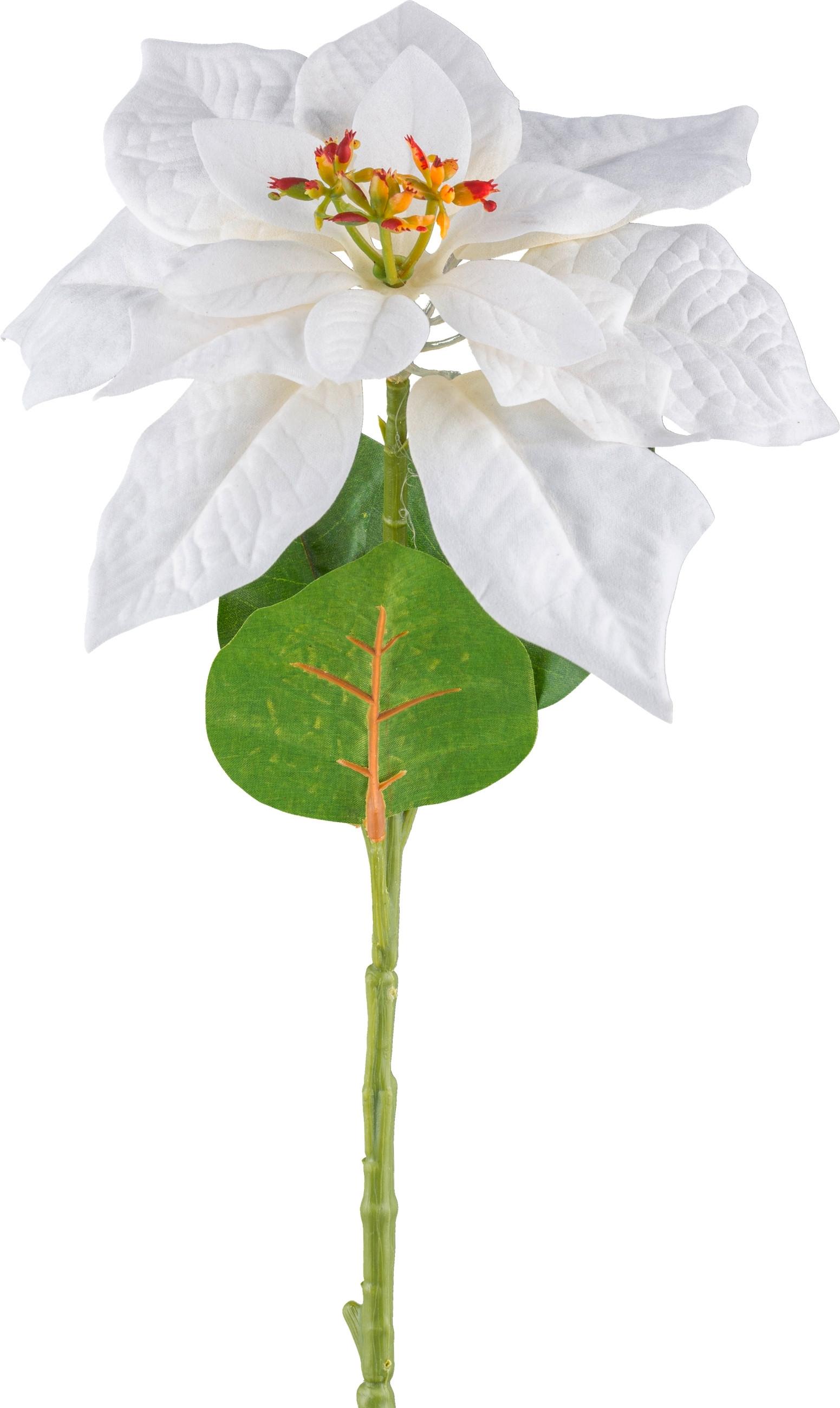 Kunstpflanze Poinsettia - Weiß/Grün, KONVENTIONELL, Kunststoff (60cm)