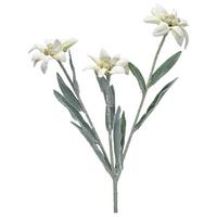 Kunstblumen Edelweiss Weiß L: 30 cm Darina - Weiß/Grün, Natur, Kunststoff (30cm)