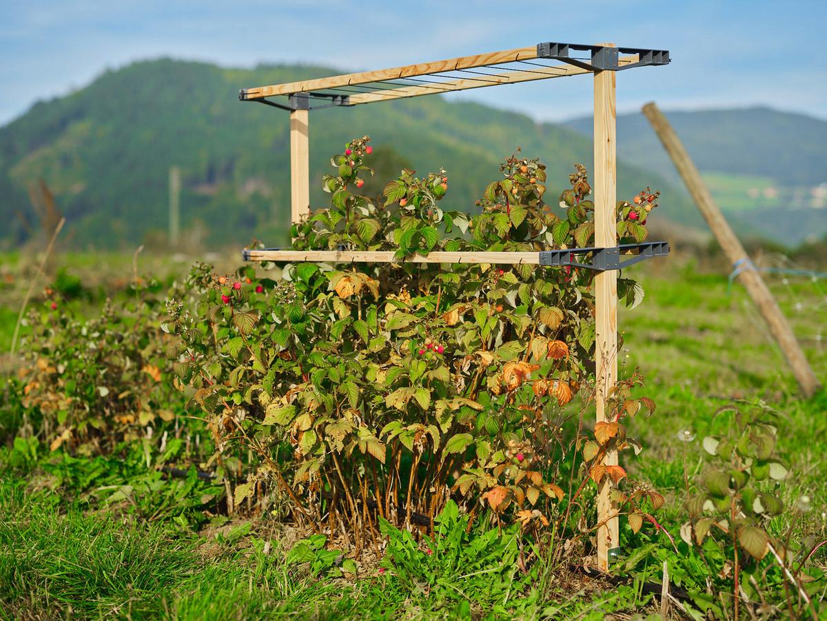 Rankhilfe Lärchefarben B: 118,5 Cm - Lärchefarben, Basics, Holz/Kunststoff (118,5/138,5/34,5cm)