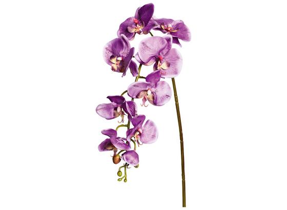 Orchidee Alexa - Lila - Lila/Schwarz, MODERN, Kunststoff/Metall (98cm) Orchidee Alexa - Lila - Lila/Schwarz, MODERN, Kunststoff/Metall (98cm)