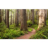 Fototapete Redwood Trail - Multicolor, Trend, Textil (450/280cm)