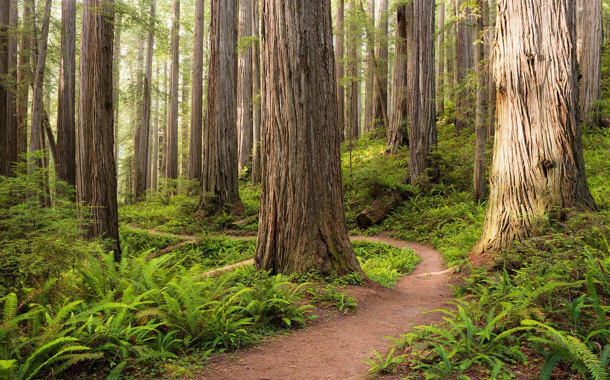 Fototapete Redwood Trail - Multicolor, Trend, Textil (450/280cm)