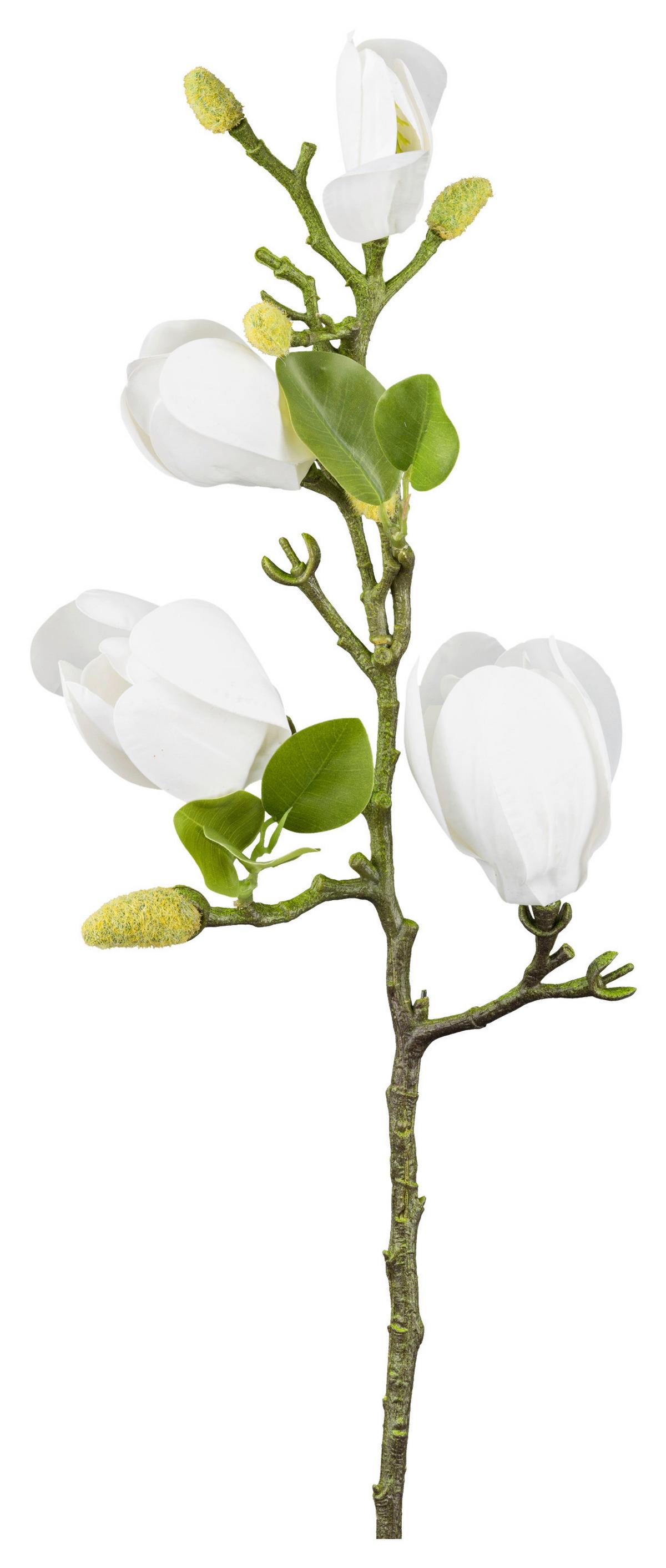 Dekoračná vetvička MAGNOLIA, V: 67 cm - biela/zelená, Konventionell, plast (67cm) - Mömax