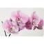 Prestieranie Orchidee - plast (29/44cm) - Mömax modern living Prestieranie Orchidee - plast (29/44cm) - Mömax modern living