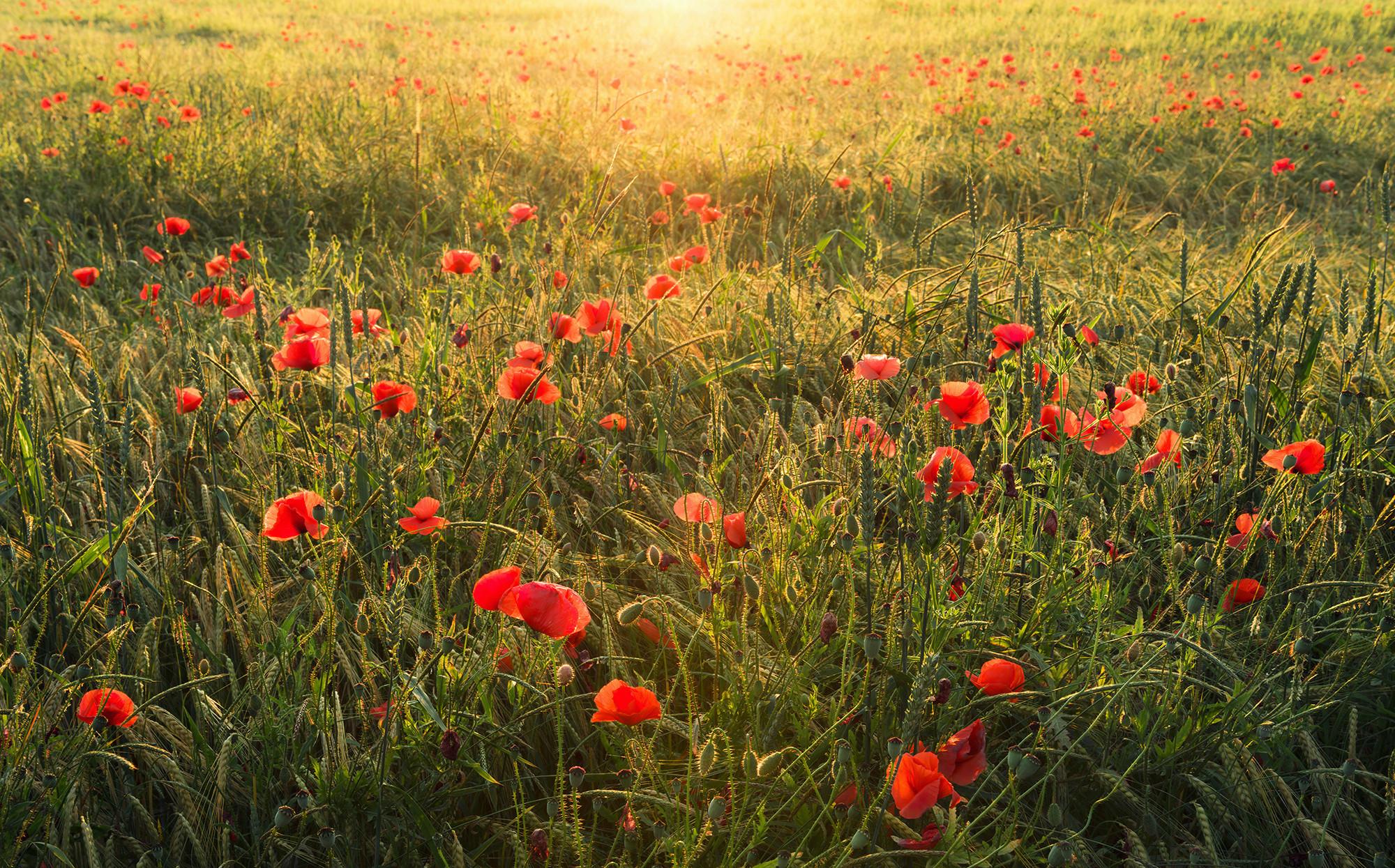 Fototapete Poppy World - Rot/Grün, Trend, Textil (450/280cm)