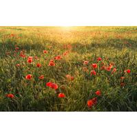 Fototapete Poppy World - Rot/Grün, Trend, Textil (450/280cm)