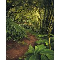 Vliestapete Sh029-Vd2 The Path - Natur (200/250cm)