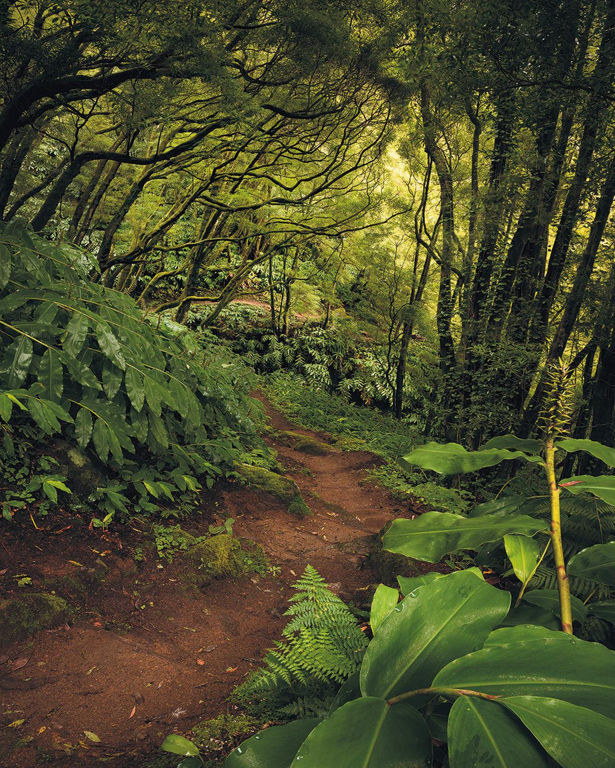 Vliestapete Sh029-Vd2 The Path - Natur (200/250cm)