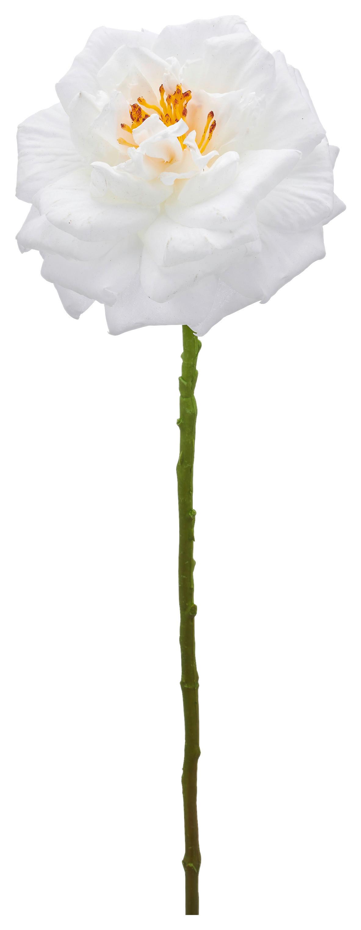 Ruža ROSE II -PAZ- - biela, Basics (63cm) - Mömax