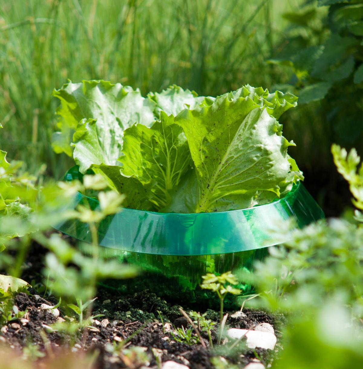 Schnecken-Abwehrband Schnecken-Schutzring 6stk. - Grün, Basics, Kunststoff (23/11/23cm) - Windhager