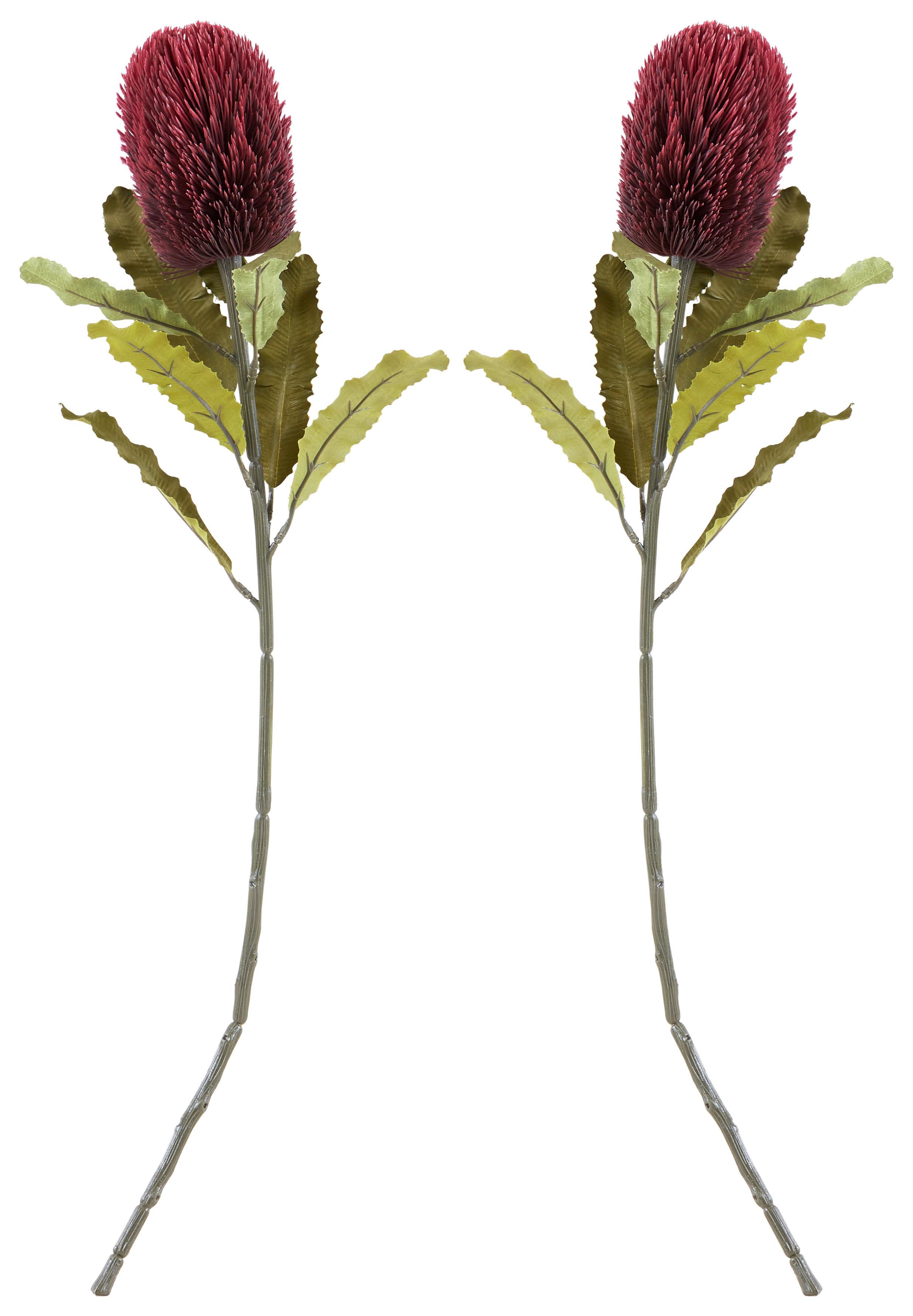 Trockenblume BANKSIE BORDEAUX in Vase