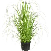 TRS TRÁVY Patrick - zelená, textil (40cm) - Modern Living