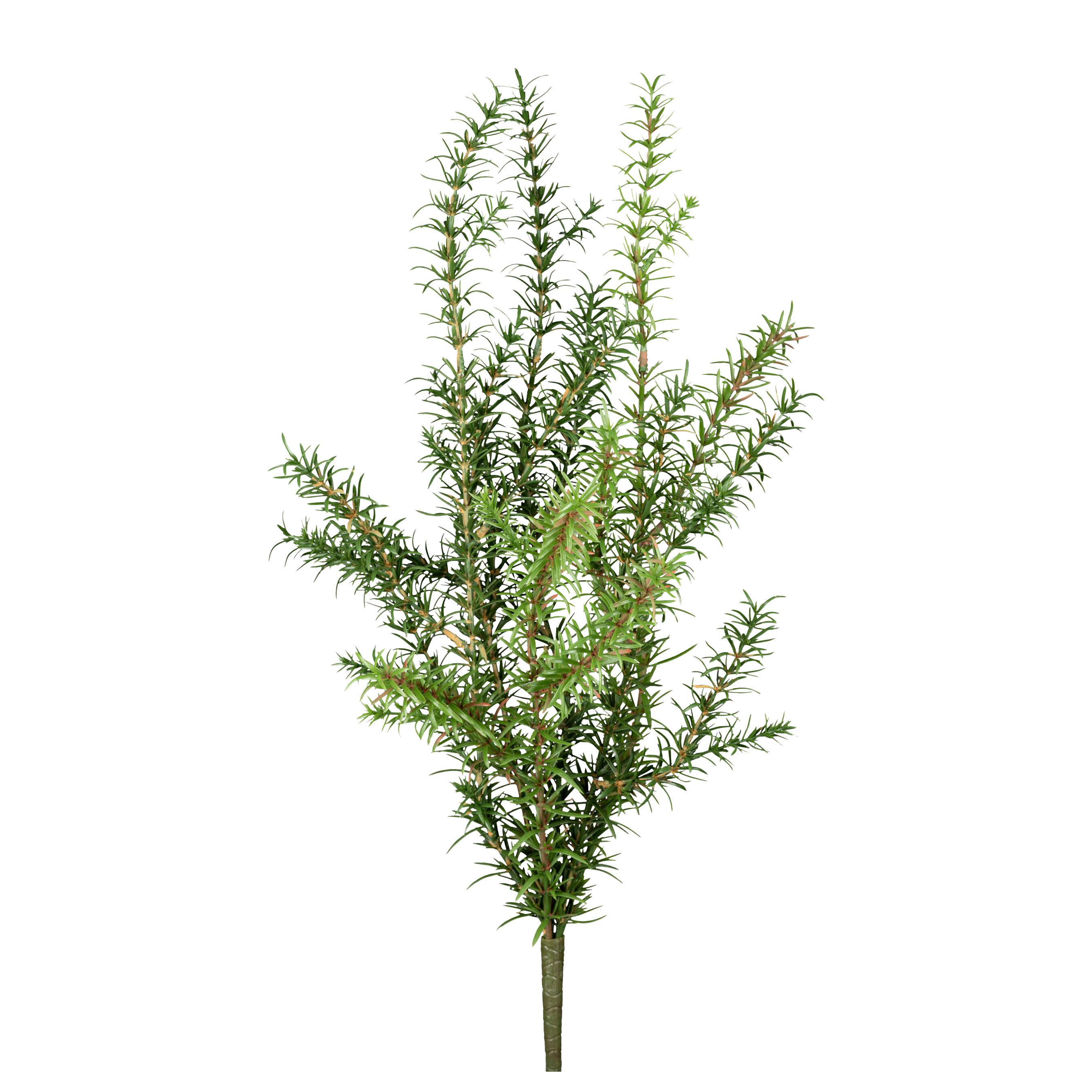 Umělá rostlina ROSMARIN I -PAZ- - zelená, Konvenční, plast (60cm) - Modern Living