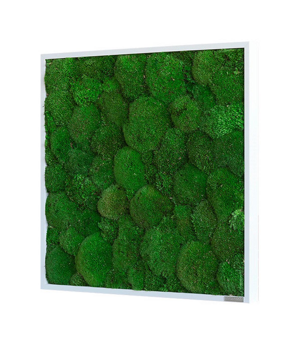 Moosbild Grün B: 55 Cm - Weiß/Grün, Basics, Naturmaterialien/Holz (55/55/7cm)