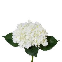 Hortenzia Lia - fehér/zöld, Natur, műanyag (53cm)