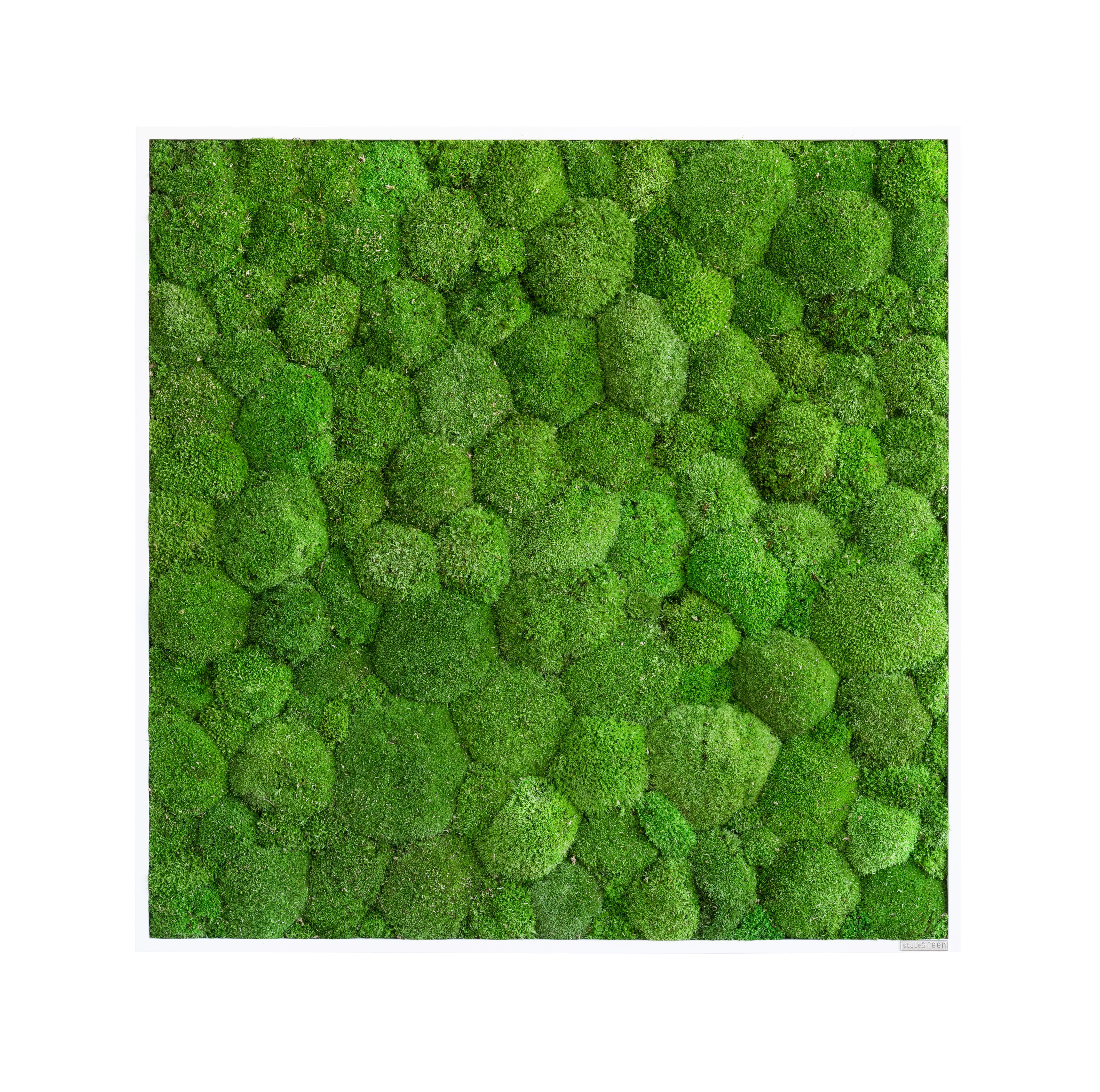 Moosbild Grün B: 80 Cm - Weiß/Grün, Basics, Naturmaterialien/Holz (80/80/7cm)