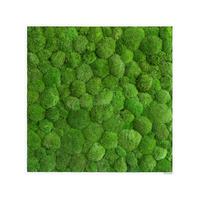 MOOSBILD Grün B: 80 cm - Weiß/Grün, Basics, Naturmaterialien/Holz (80/80/7cm)